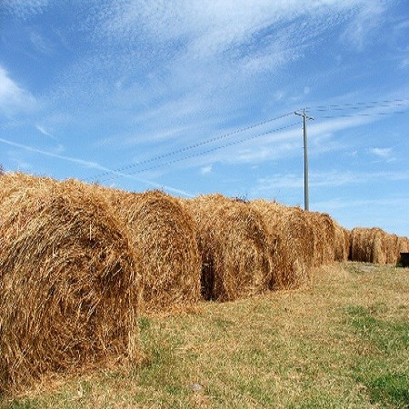 Al Shawab Agriculture