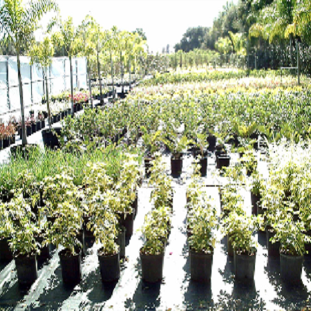 Al Shawab Agriculture