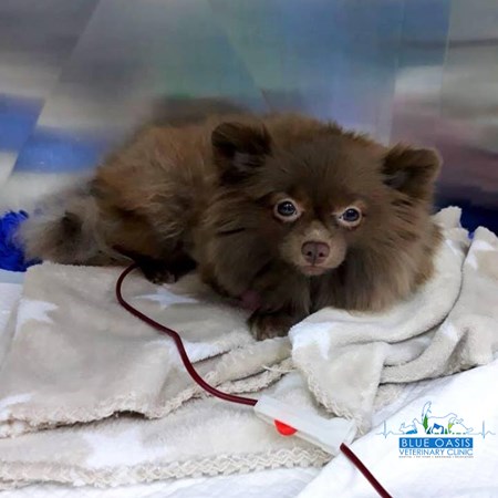 Blue Oasis Veterinary Clinic