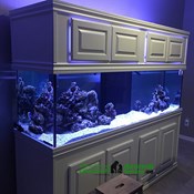 Aquariums Fish Tank Maintenance service in UAE