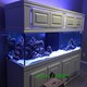 Aquariums Fish Tank Maintenance service in UAE