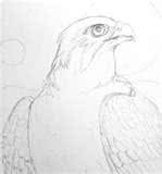 Golden Falcon Pest Control & Cleaning 